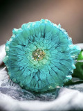 BLUE - GREEN FLOWER